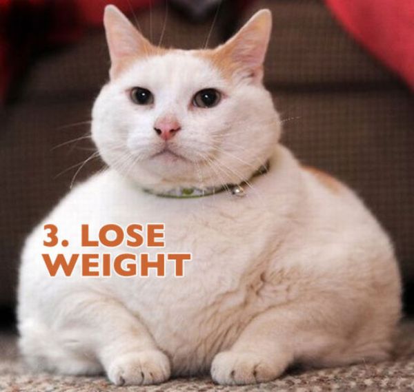 Cats Illustrate New Years Resolutions (10 pics)