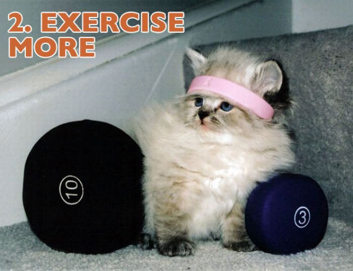 Cats Illustrate New Years Resolutions (10 pics)