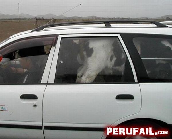 Only in Peru (50 pics)