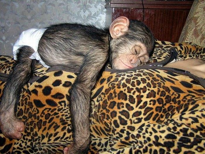 Chimpanzee Baby Adopted by a Mastiff Dog (30 pics)