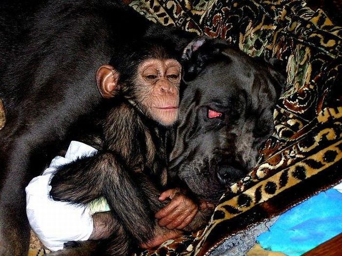 Chimpanzee Baby Adopted by a Mastiff Dog (30 pics)