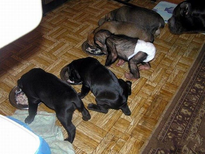 Chimpanzee Baby Adopted by a Mastiff Dog (30 pics)