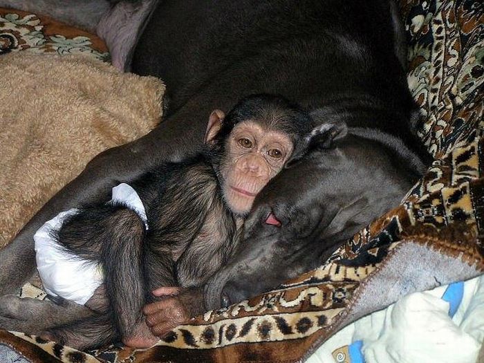 Chimpanzee Baby Adopted by a Mastiff Dog (30 pics)