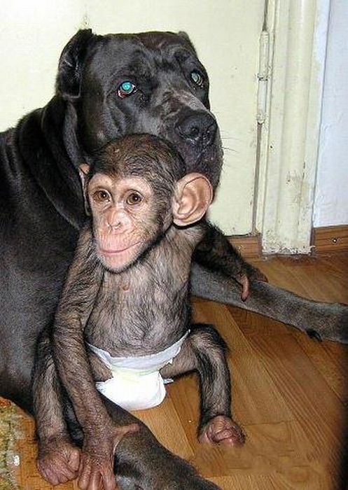 Chimpanzee Baby Adopted by a Mastiff Dog (30 pics)