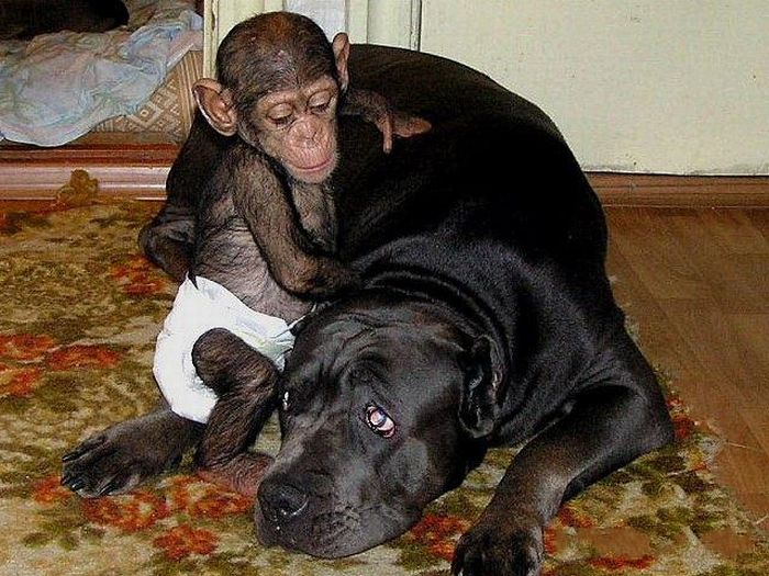Chimpanzee Baby Adopted by a Mastiff Dog (30 pics)
