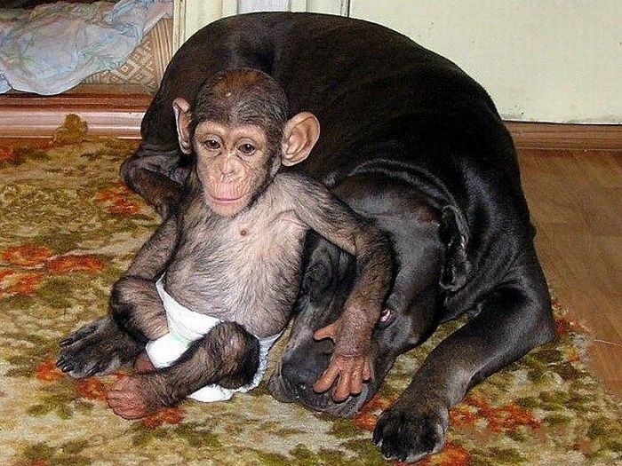 Chimpanzee Baby Adopted by a Mastiff Dog (30 pics)