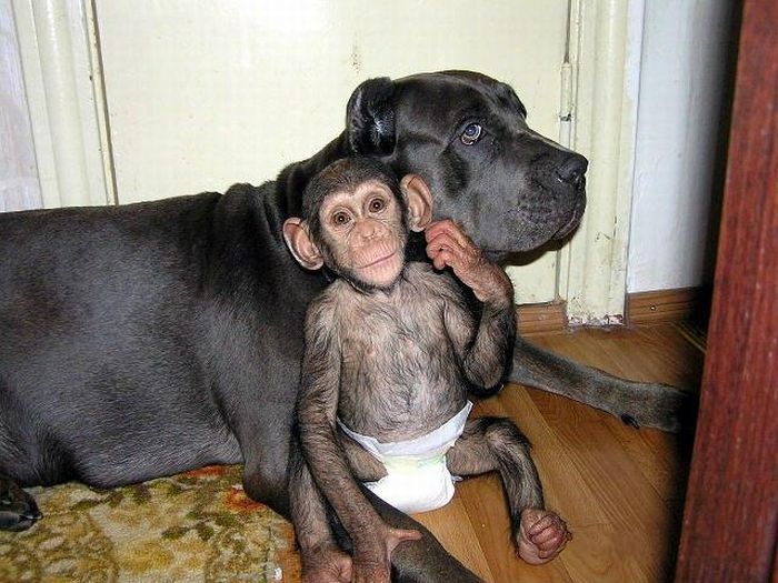 Chimpanzee Baby Adopted by a Mastiff Dog (30 pics)