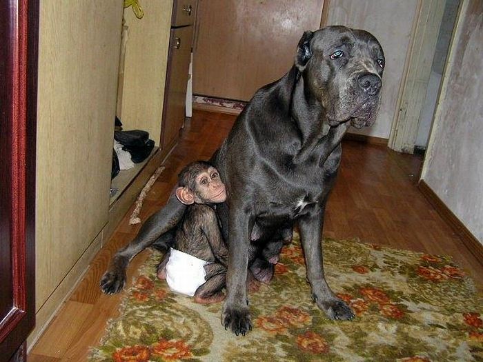 Chimpanzee Baby Adopted by a Mastiff Dog (30 pics)