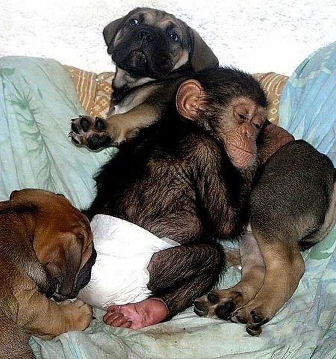 Chimpanzee Baby Adopted by a Mastiff Dog (30 pics)