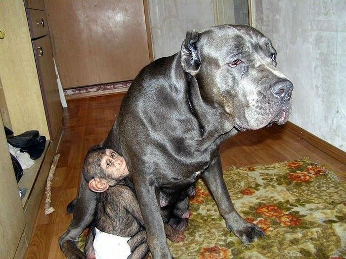 Chimpanzee Baby Adopted by a Mastiff Dog (30 pics)