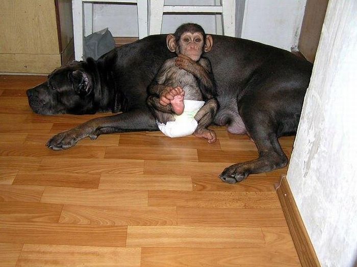 Chimpanzee Baby Adopted by a Mastiff Dog (30 pics)