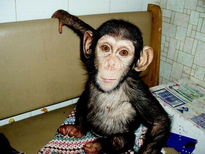 Chimpanzee Baby Adopted by a Mastiff Dog (30 pics)