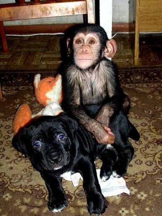 Chimpanzee Baby Adopted by a Mastiff Dog (30 pics)