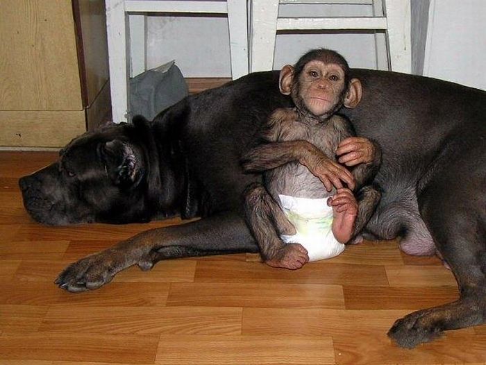 Chimpanzee Baby Adopted by a Mastiff Dog (30 pics)