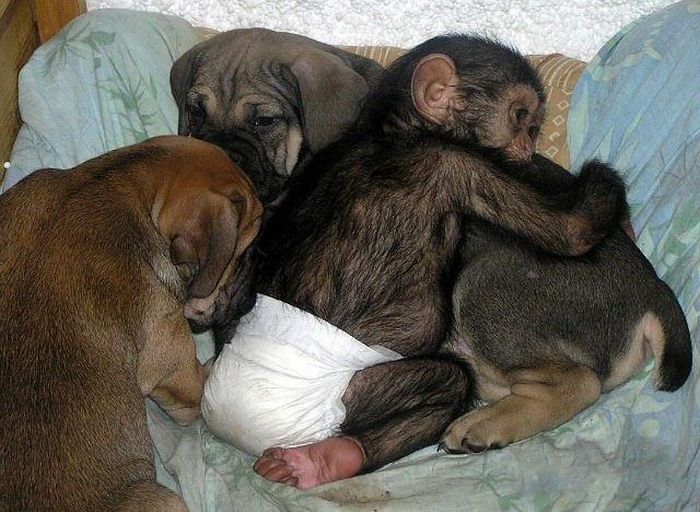 Chimpanzee Baby Adopted by a Mastiff Dog (30 pics)