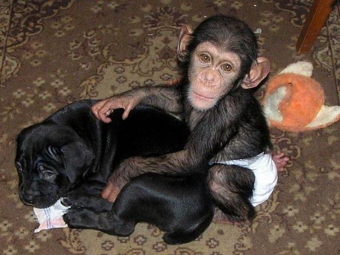 Chimpanzee Baby Adopted by a Mastiff Dog (30 pics)