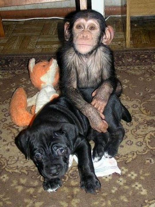 Chimpanzee Baby Adopted by a Mastiff Dog (30 pics)