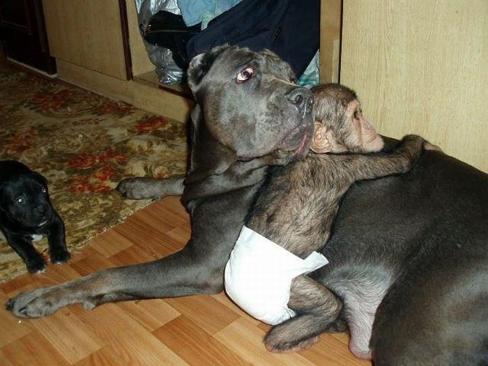 Chimpanzee Baby Adopted by a Mastiff Dog (30 pics)