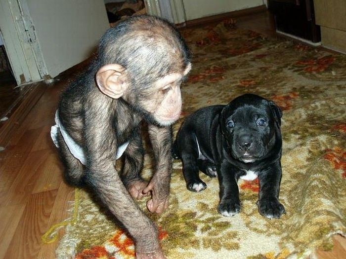 Chimpanzee Baby Adopted by a Mastiff Dog (30 pics)