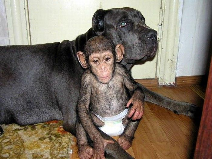 Chimpanzee Baby Adopted by a Mastiff Dog (30 pics)