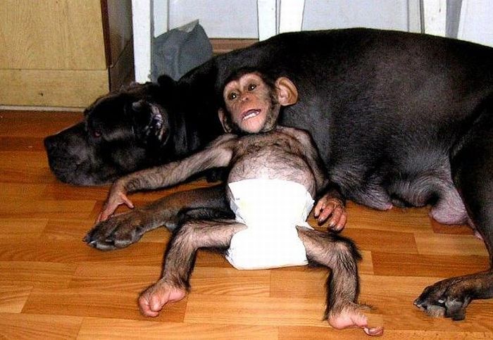 Chimpanzee Baby Adopted by a Mastiff Dog (30 pics)