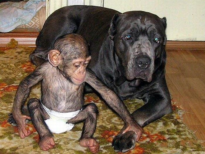 Chimpanzee Baby Adopted by a Mastiff Dog (30 pics)