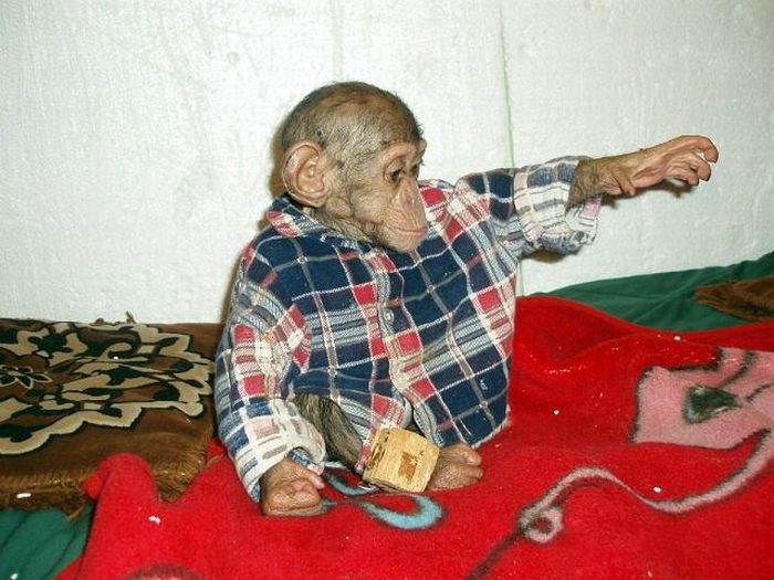 Chimpanzee Baby Adopted by a Mastiff Dog (30 pics)