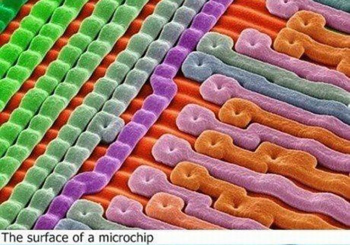 Under a Microscope (13 pics)