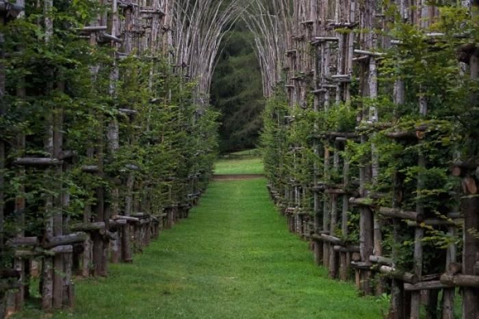 Tree Cathedral by Giuliano Mauri (13 pics)