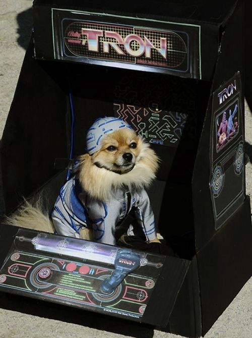 Incredible Dog Costumes Inspired by the Movies (16 pics)