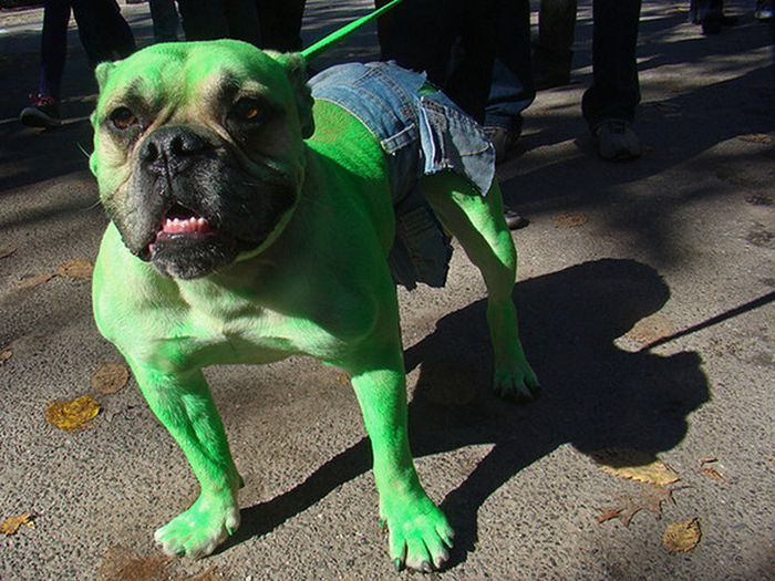 Incredible Dog Costumes Inspired by the Movies (16 pics)