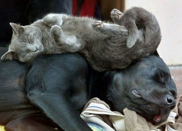 Passed Out Animals (20 pics)