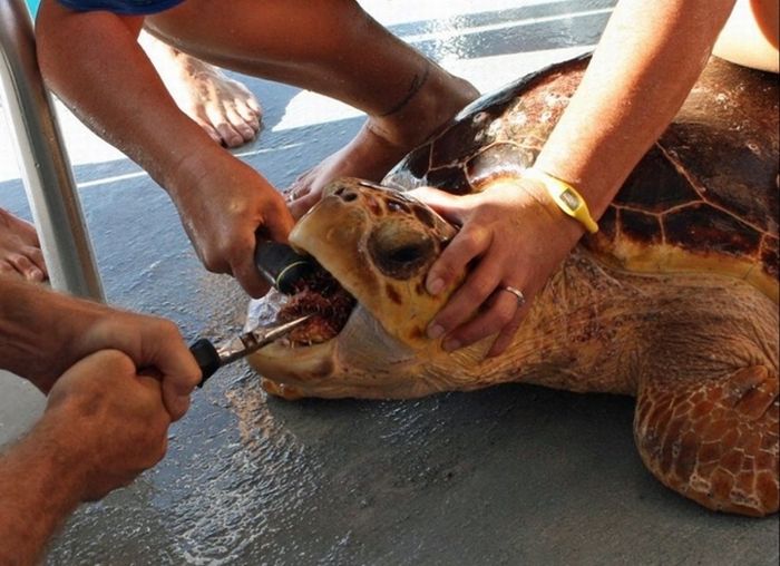 Puffer Fish Vs. Sea Turtle (5 pics)