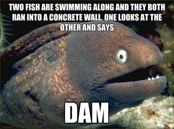 Bad Joke Eel (12 pics)