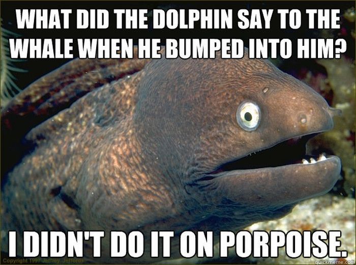 Bad Joke Eel (12 pics)