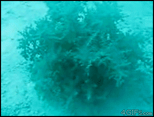 Acid Gifdump (10 gifs)