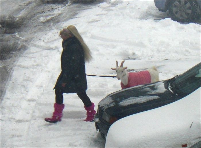Unusual Pet in Pink (4 pics)
