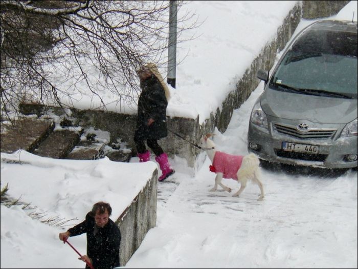 Unusual Pet in Pink (4 pics)