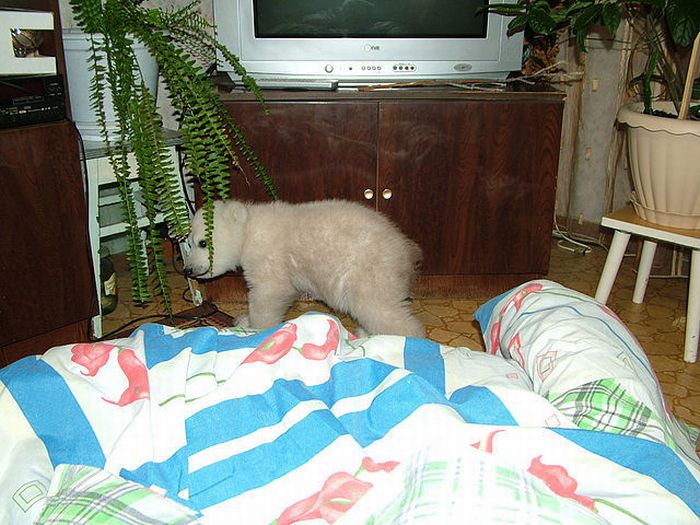 Only in Russia. Polar Bear Cub Lives in an Apartment (18 pics)