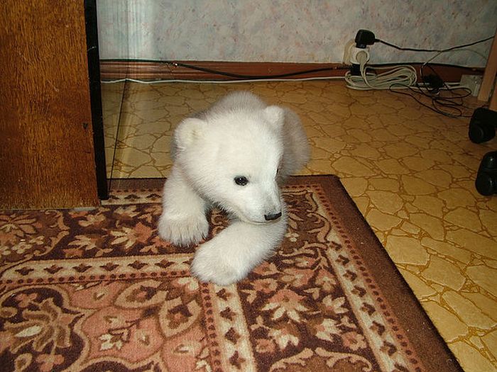 Only in Russia. Polar Bear Cub Lives in an Apartment (18 pics)