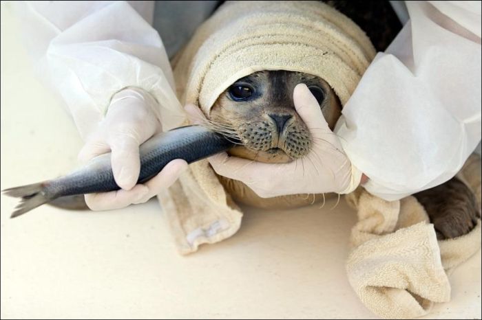 Baby Seals Rescued (9 pics)