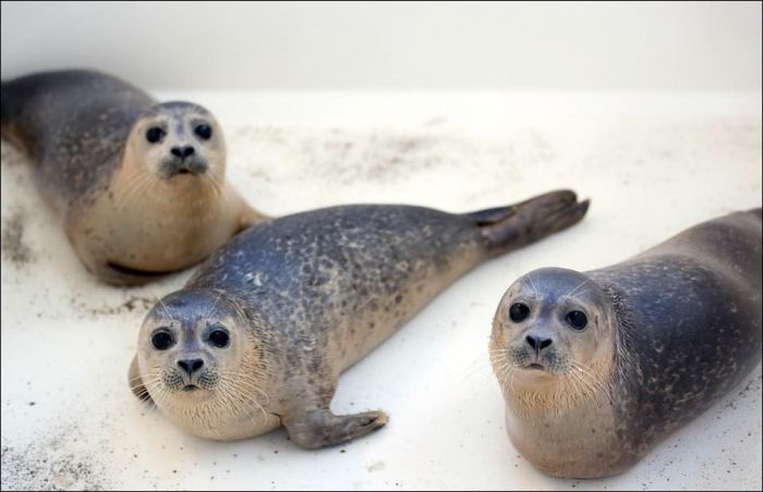Baby Seals Rescued (9 pics)