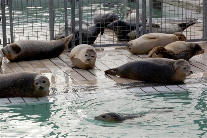 Baby Seals Rescued (9 pics)