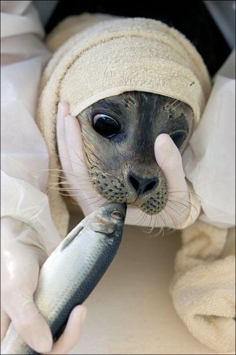 Baby Seals Rescued (9 pics)