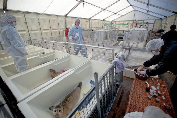 Baby Seals Rescued (9 pics)