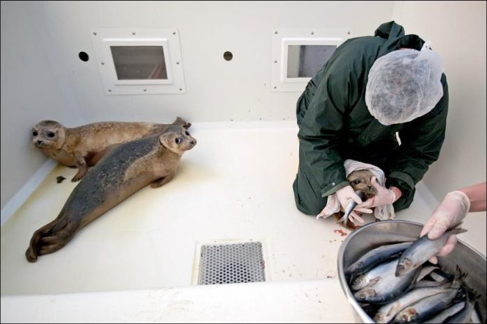 Baby Seals Rescued (9 pics)