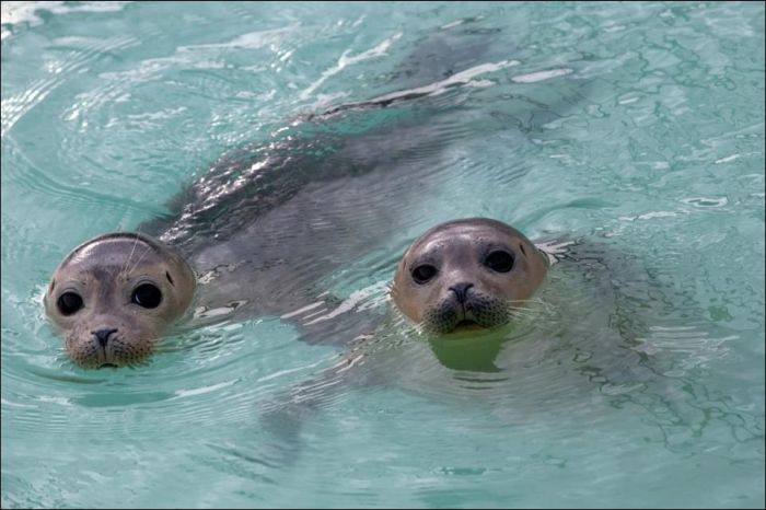 Baby Seals Rescued (9 pics)