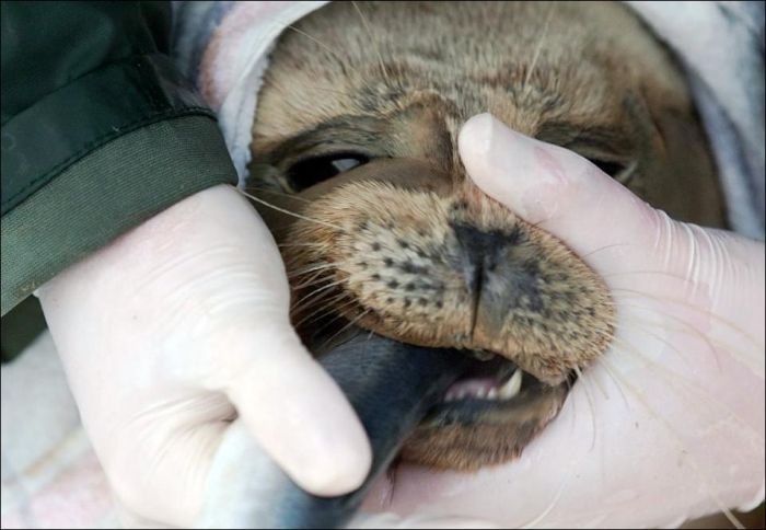 Baby Seals Rescued (9 pics)