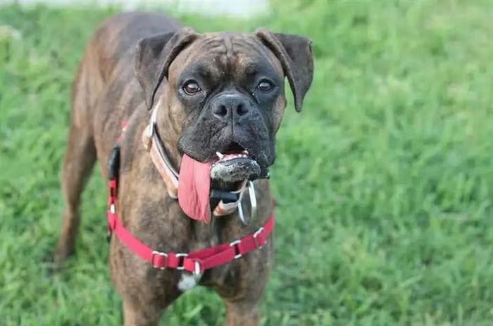 Dog with a Ridiculous Tongue (3 pics)