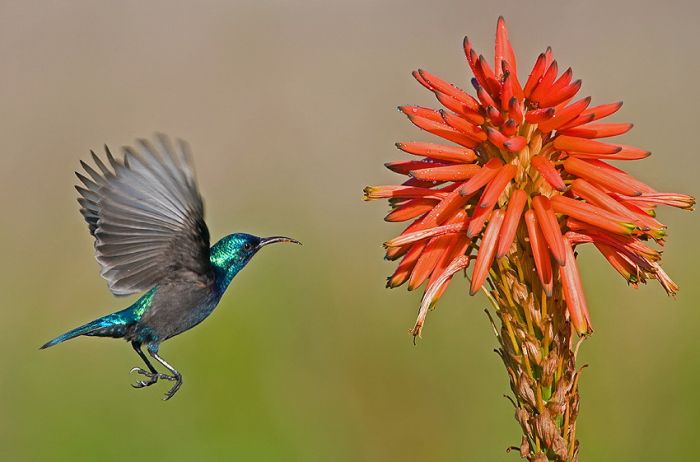 Birds by Yaki Zander (47 pics)